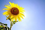Beautiful Sunflower Stock Photo