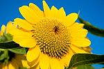 Beautiful Sunflower Against Blue Sky Stock Photo