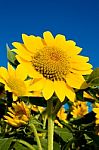 Beautiful Sunflower Against Blue Sky Stock Photo