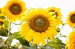 Beautiful Sunflower With Natural Background Stock Photo