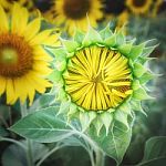 Beautiful Sunflowers Bud Stand Strong On Sunflower Field Background, Stock Photo
