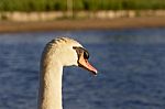 Beautiful Swan Is Looking Somewhere On The Lake Stock Photo