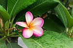 Beautiful Sweet Pink Flower Plumeria And Fresh Green Leaf With R Stock Photo
