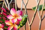 Beautiful Sweet White And Pink Yellow Flower Plumeria Bunch In H Stock Photo