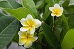 Beautiful Sweet White And Yellow Flower Plumeria Bunch In Home G Stock Photo