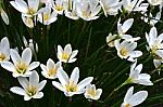 Beautiful White Flowers Stock Photo