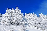Beautiful Winter Landscape, Trees Covered With White Snow And Blue Sky Stock Photo