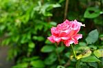 Beautifully Rose Flower Stock Photo