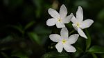 Beauty White Stock Photo