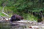 Beaver Shaking Off Water Stock Photo