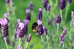 Bee And Lavender Stock Photo