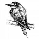Bee-eater Bird Doodle Hand Drawn Stock Photo