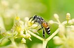 Bee Macro In Green Nature  Stock Photo