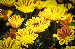 Bee On Yellow Chrysanthemum Stock Photo