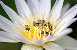 Bee Swarm Lotus Stock Photo