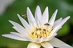 Bee Swarm Lotus Stock Photo