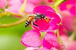 Bee Swarmed Flower Stock Photo