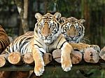 Bengal Tigers Stock Photo