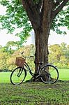 Bicycle On Green Grass Under Tree Stock Photo