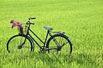 Bicycle On Paddy Field Stock Photo