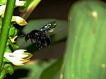 Big Black Bee - Bombus Terrestris Stock Photo