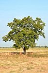 Big Tree Stock Photo