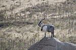 Billy Goat On A Rock Stock Photo