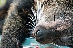 Binturong Stock Photo