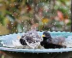 Bird Bath Stock Photo