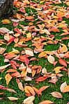 Bird Cherry (prunus Padus) Tree Leaves In Autumn In East Grinste Stock Photo