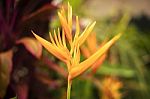 Bird Of Paradise Plant In The Garden Stock Photo