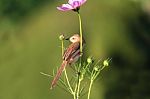 Birds In Nature Stock Photo