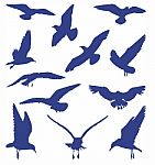 Birds - Seagulls Stock Photo