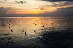 Birds Silhouettes Flying Stock Photo