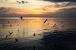 Birds Silhouettes Flying Stock Photo