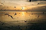 Birds Silhouettes Flying Stock Photo