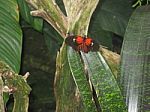 Black And Orange Butterfly On Variegated Leaves Stock Photo