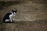 Black And White Cat Sitting On The Road Stock Photo