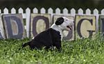 Black And White Puppy In The Field With Dog Sign Stock Photo