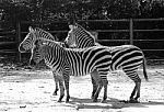 Black And White Zebra In Zoo Stock Photo