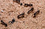 Black Ants Stock Photo