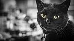 Black Cat With Piercing Eyes Stock Photo