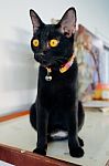 Black Kitten Cat Staring On Somethings Stock Photo