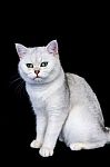 Black Silver Shaded British Short Hair Cat Stock Photo