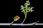 Blooming Stock Photo