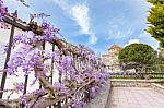 Blooming Blue Wisteria Sinensis On Fence In Greece Stock Photo