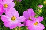 Blooming Cosmos Stock Photo