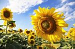 Blooming Sunflower Stock Photo