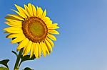 Blooming Sunflower On Blue Sky Background Stock Photo