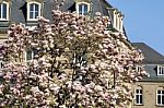 Blossoming Magnolia Tree Stock Photo
